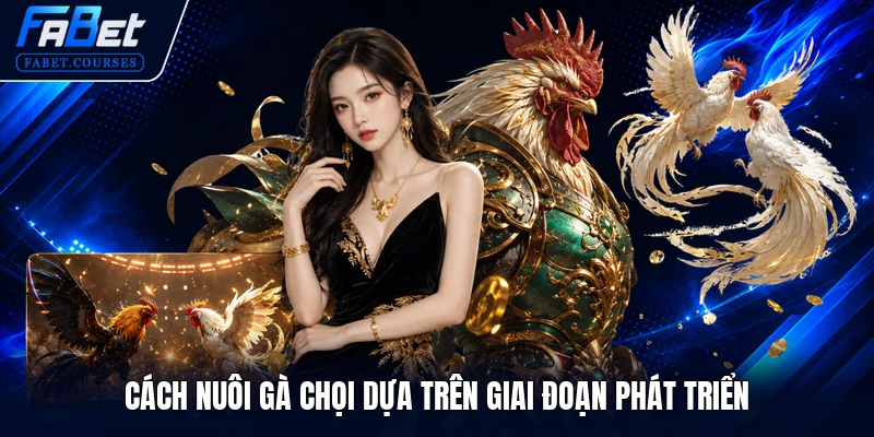Cách nuôi gà chọi dựa trên giai đoạn phát triển